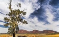 Arkaba_Flinders-Ranges_Caz-Tree-Dick-Smith