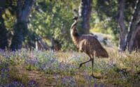 Arkaba_Flinders-Ranges_Conservation-Emu