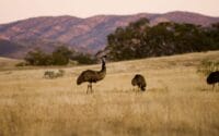 Arkaba_Flinders-Ranges_Emus