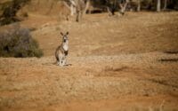 Arkaba_Flinders-Ranges_Kangaroo