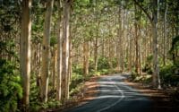 Cape-Lodge_Margaret-River_Winding-Road-Forest