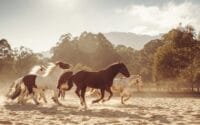 Emirates-One&Only-Wolgan-Valley_Blue-Mountains_Horses