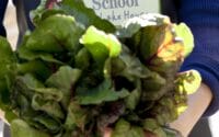 Lake-House_Daylesford_Cooking-School-Produce