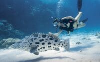 Lizard-Island_Great-Barrier-Reef_Dive