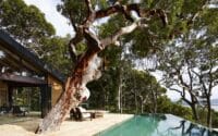 Pretty-Beach-House_Sydney-Surrounds_Infinity-Pool-Tree