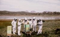 Saffire_Freycinet_Beekeeping-Experience-Group