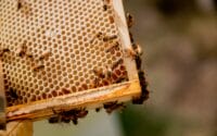 Saffire_Freycinet_Beekeeping-Honeycomb