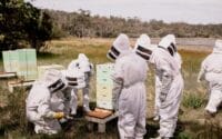 Saffire_Freycinet_Beekeeping5