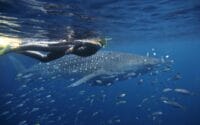 Sal-Salis_Ningaloo-Reef_Swimming-With-Whale-Shark