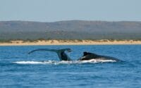 Sal-Salis_Ningaloo-Reef_Whale-Camp