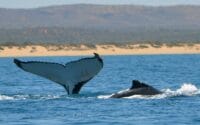Sal-Salis_Ningaloo-Reef_Whale-Tail
