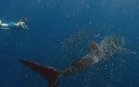 Sal-Salis_Ningaloo-Reef_WhaleShark-Swim