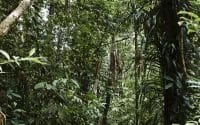 Simon Shiff Photography_Daintree Ecolodge_Lifestyles_Rainforest Walk