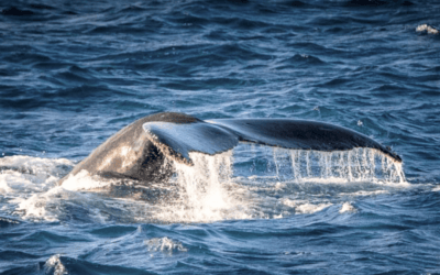 Whale Watching YOTSPACE superyacht voyages Whitsundays