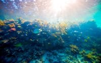 qualia_Great-Barrier-Reef_Reef-Underwater